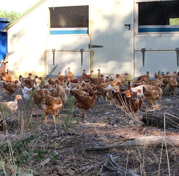 élevage poulet fermier Landes